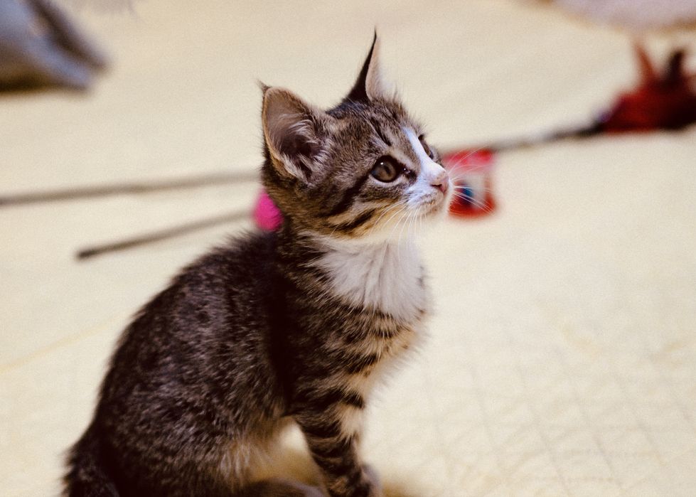 Отдам котенка, девочка 2 мес, окрас Табби