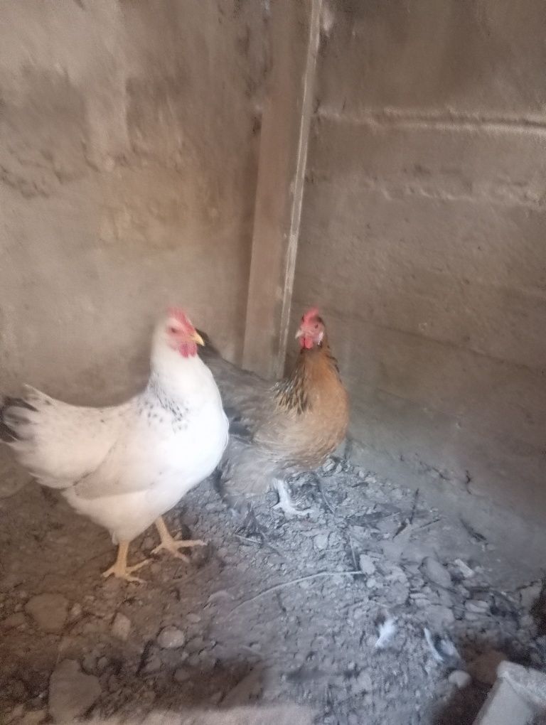 Xoʻroz tovuqlar sotiladi
