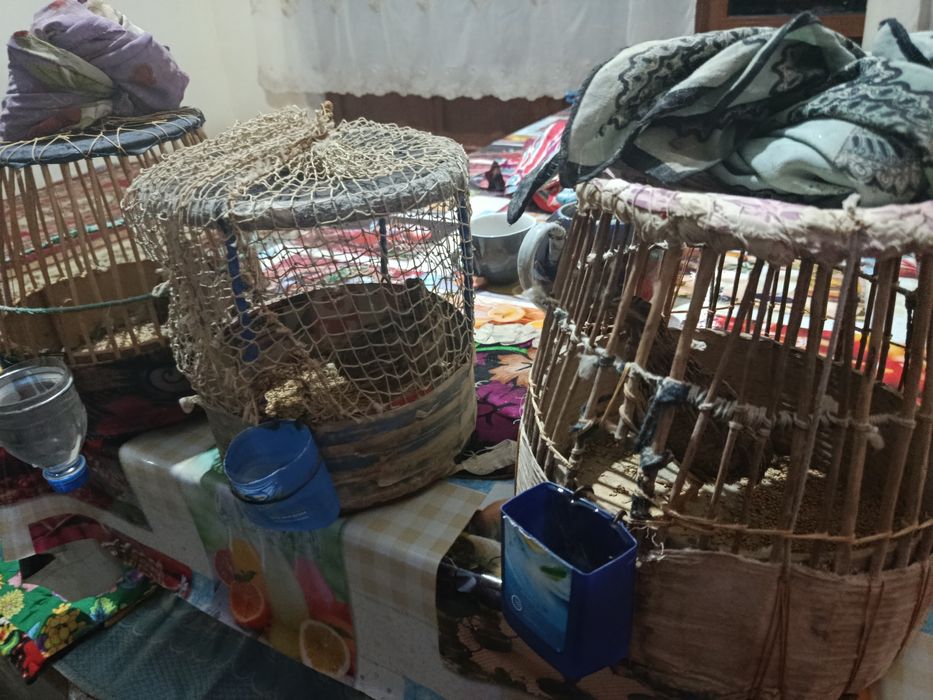 Bedona sotiladi qafasi bilan