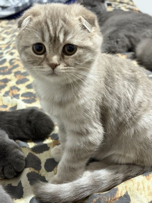 продаю породистых кошек