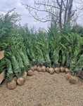 Plante ornamentale