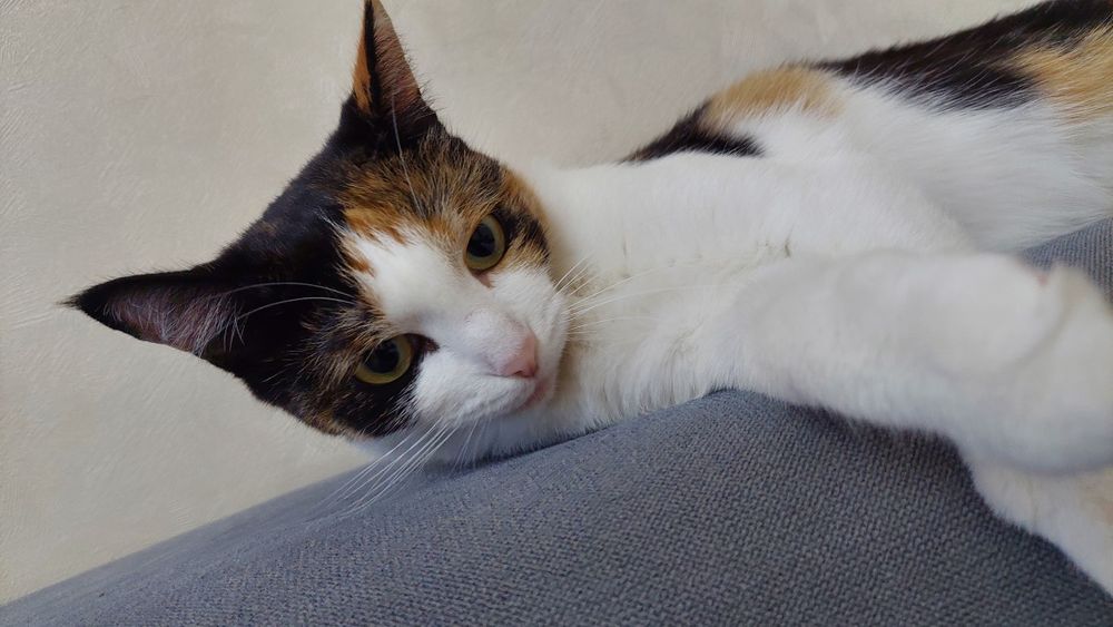 Отдаю кошек в добрые руки