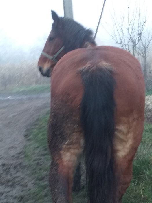 Iapa de vanzare foarte blândă