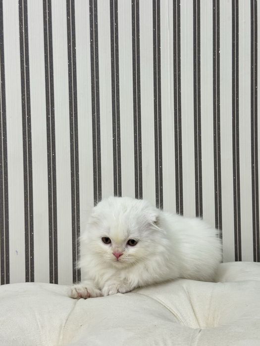 Scotish fold 2 oylik