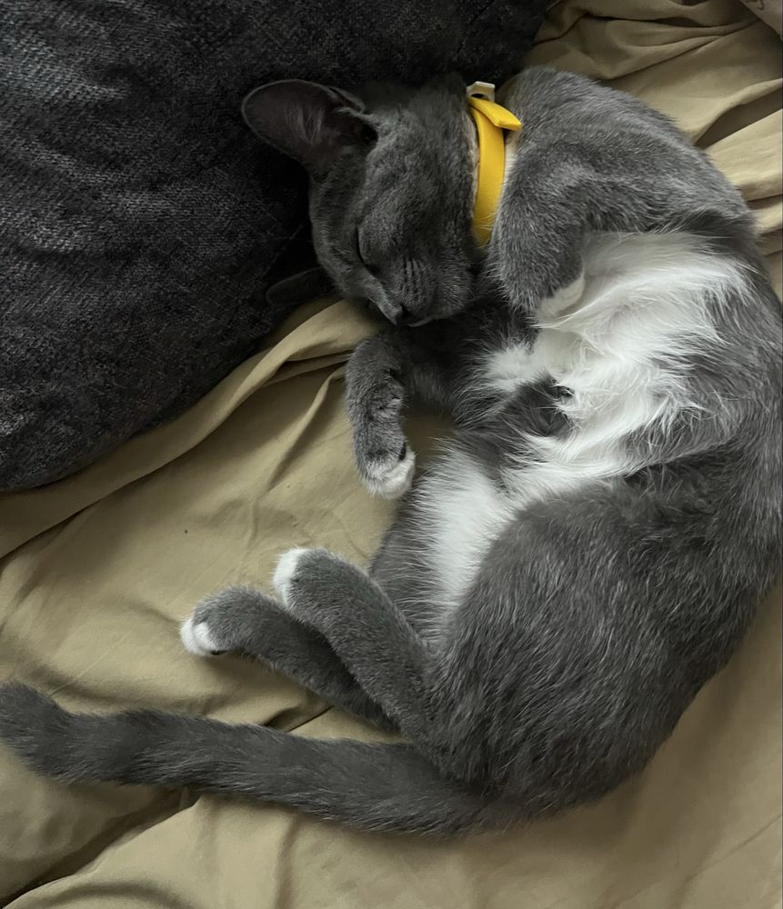 котёнок ищет дом