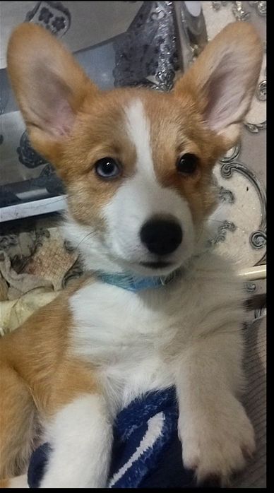 В продаже мальчик вельш пемброк корги