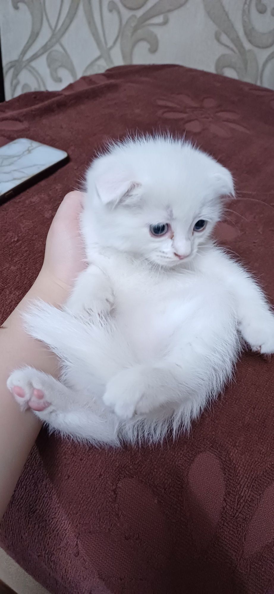 Продаётся кошка и котята