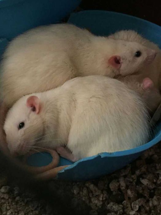 Домашние декоративные крысы