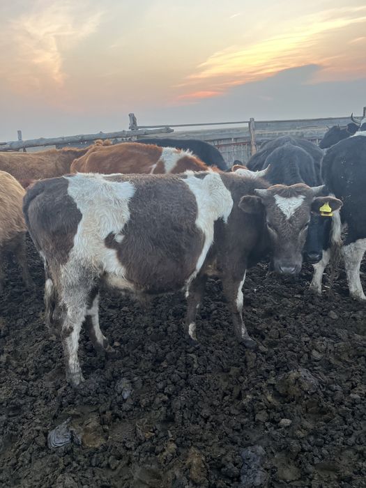 Продается 10 голов бычки