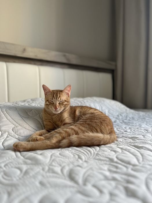 Подарявам мъжко коте на 7 месеца