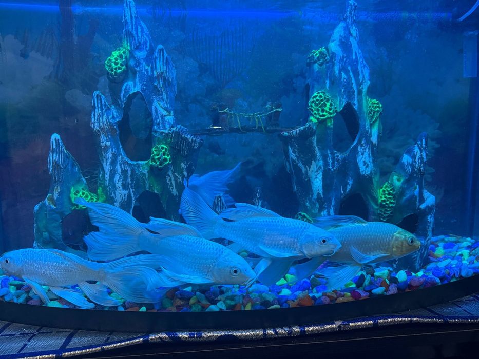 Баликлар сотилади