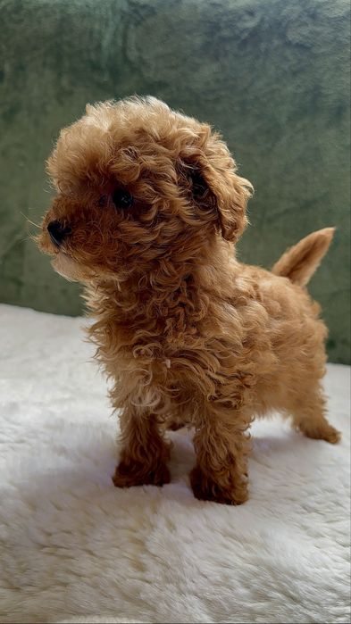 Fetiță pudel red mini toy