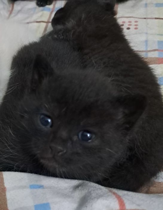 котята шотландцы прямоухие