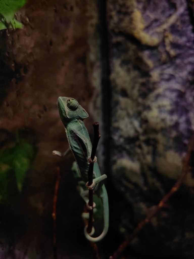 Gecko, cameleon, agama, reptile