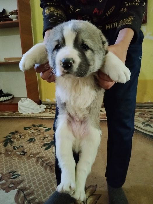 Салом алекум сотилади