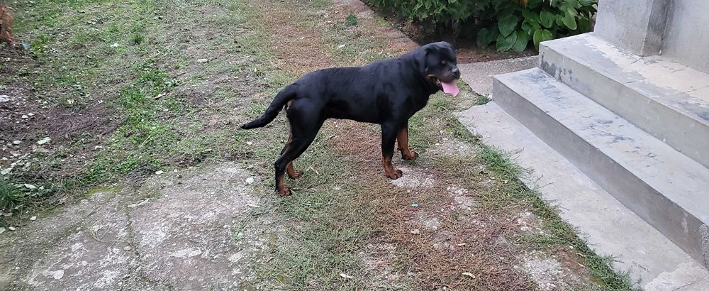 Rottweiler Femelă!
