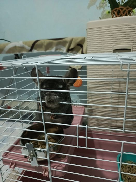 Продам шиншиллу,самец