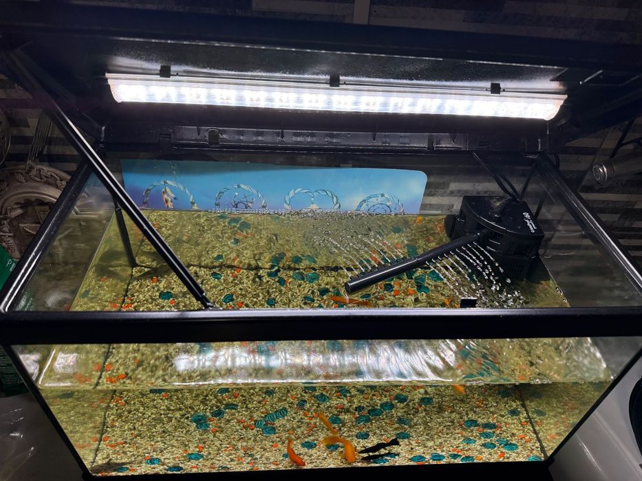 Vând acvariu cu pești + aspirator electric!