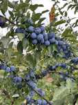 Prune pentru tuica