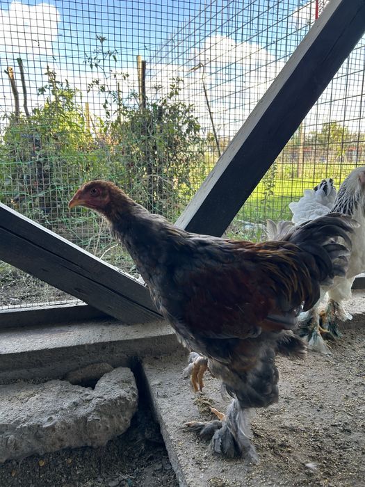 Cocosi brahma potarnichiu