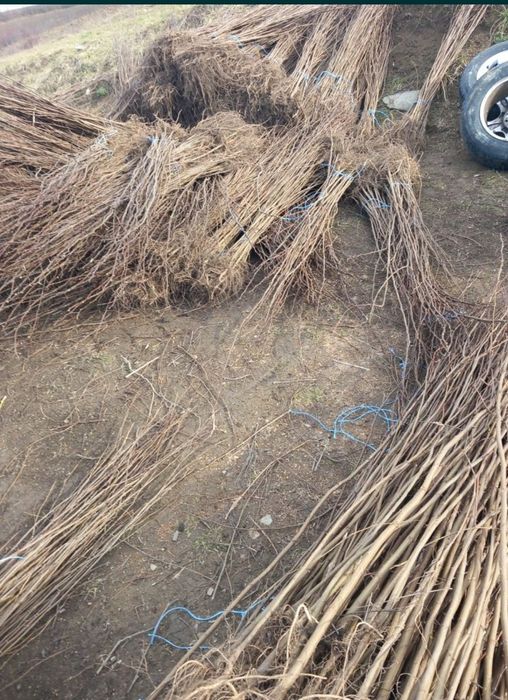 puieți de salcâm pentru împădurirea terenurilor degradate, agricole