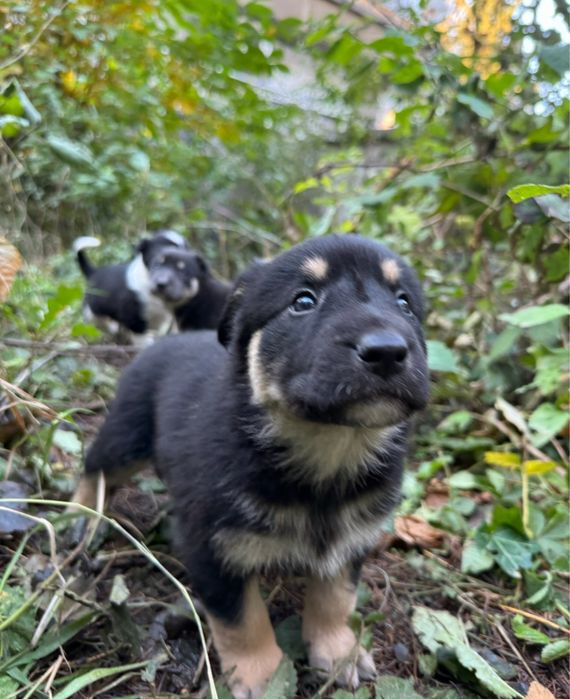 Мъжки кученца - двумесечни, обезпаразитени