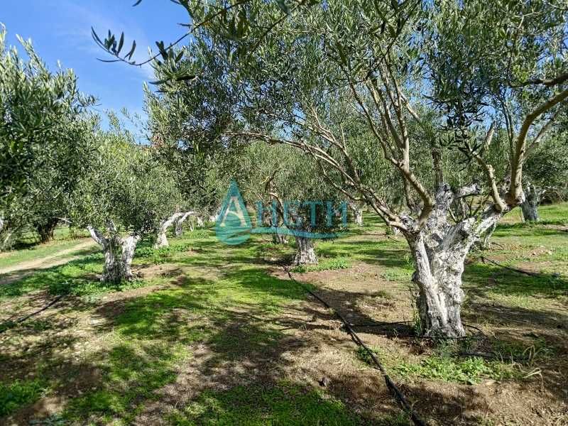 Парцел 2500м2+119маслинови дървета Волви Аспровалта Гърция, полив.с-ма