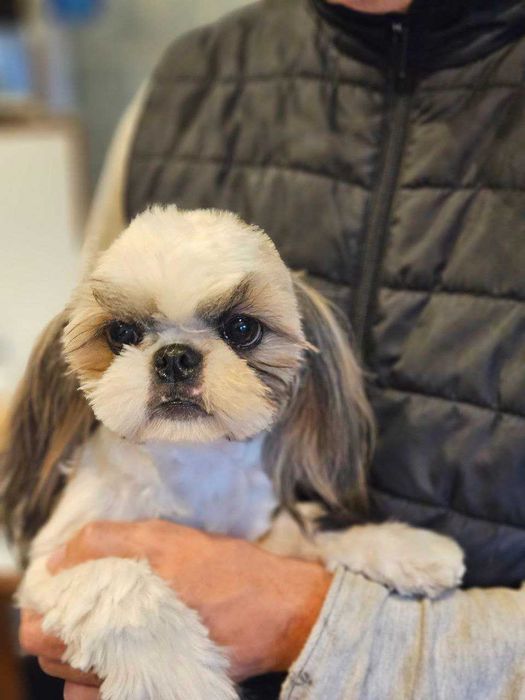 Shih Tzu, femelă, 12 luni, tunsă