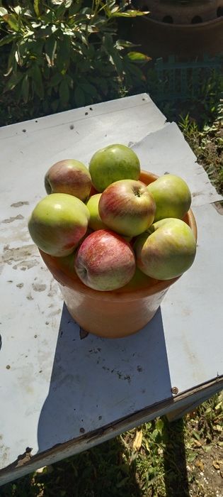 Яблоки 5 литров вкусные