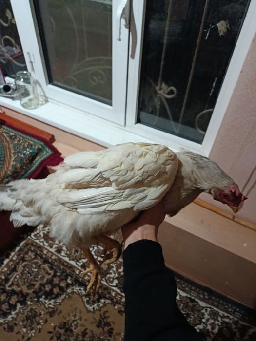 Tovuq tuxum qoʻyadi