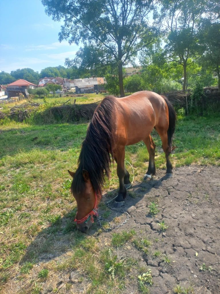 Vand un manz si o iapa