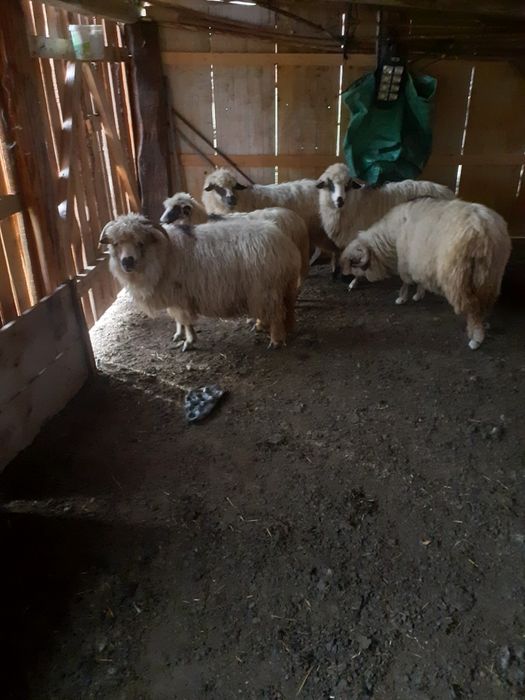 Oi de vanzare 5 bucati