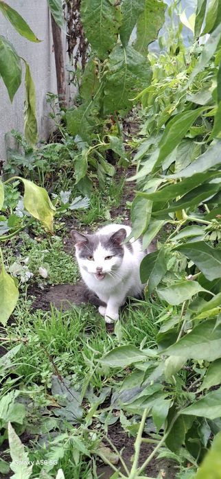 Adoptie 2  pisic 4 luni