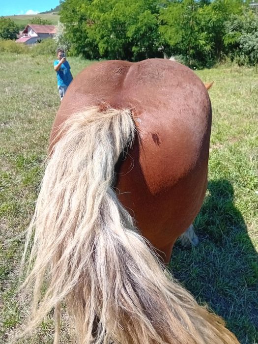 vând mânz mai multe detalii la telefon