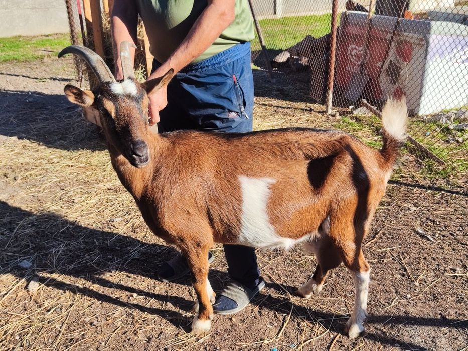 Vând capră anglo-nuibiană și alpină franceză