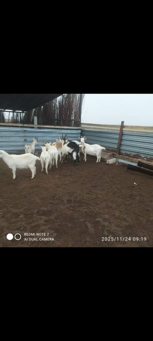 4 ешкі 3 шыбыш 2 теке