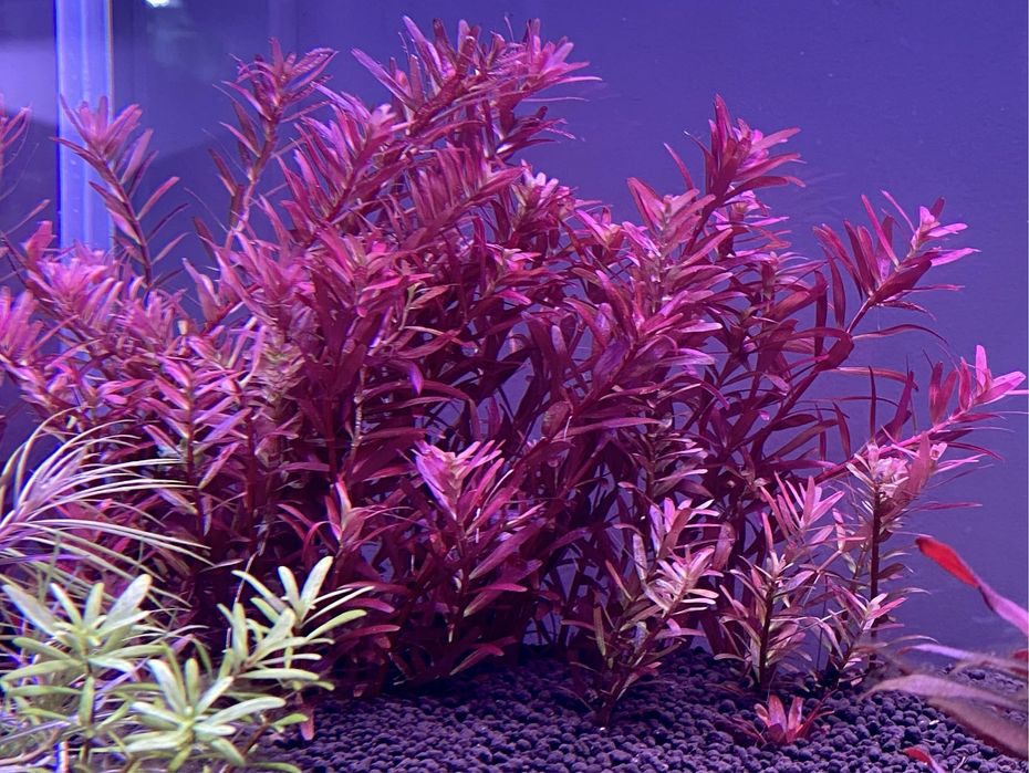 Plante acvariu plante acvatice