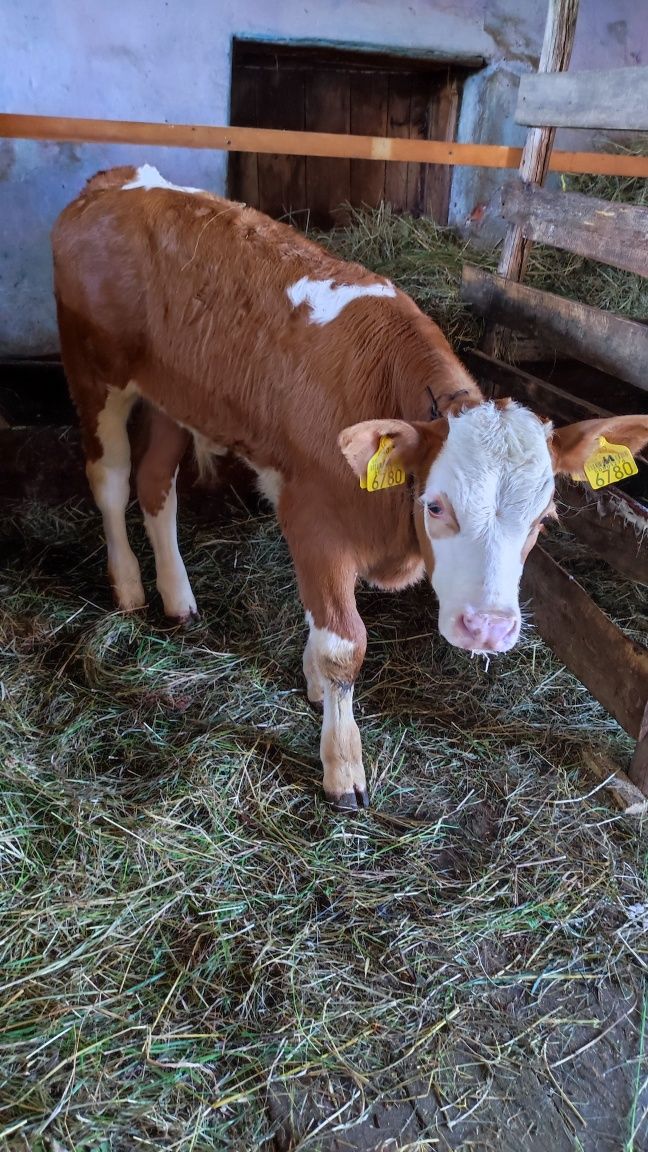 Vând vițel bălțată românească