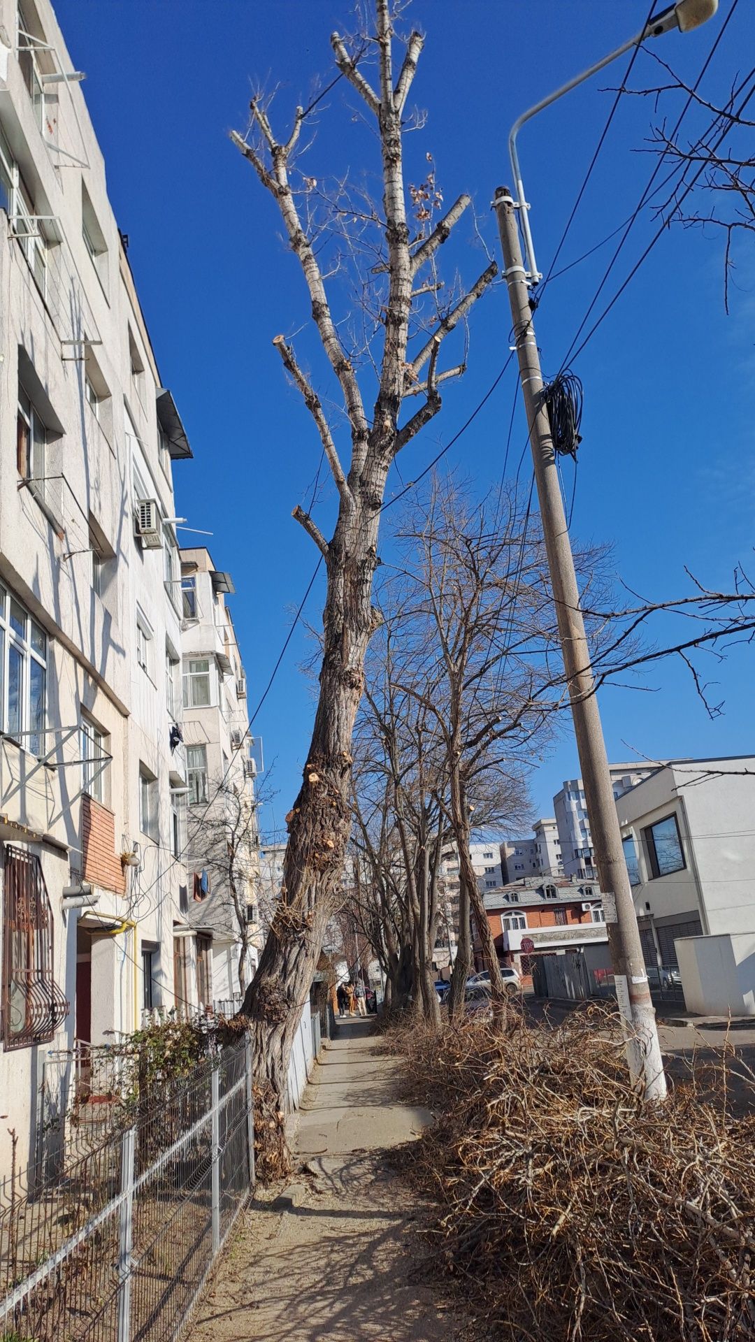 Tăiere Arbori De Mari Dimensiuni.