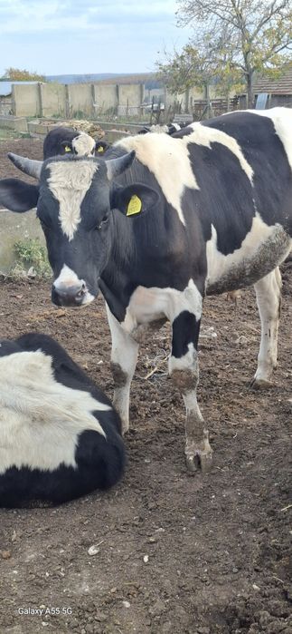 Продават се 15 бр мъжки и женски телета