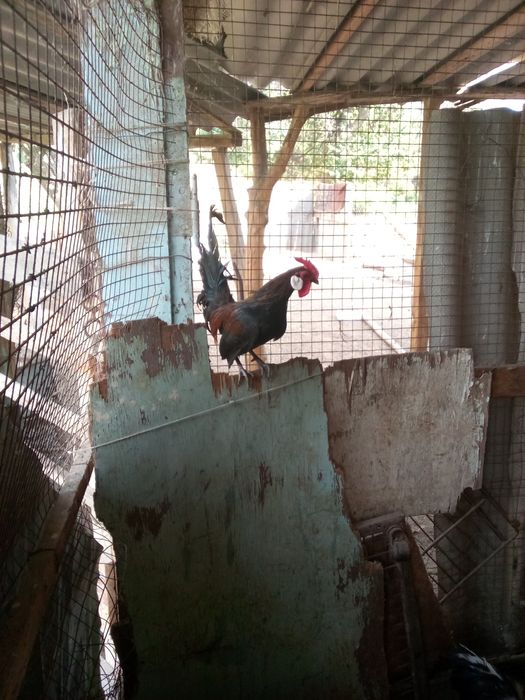 Parranda sotiladi