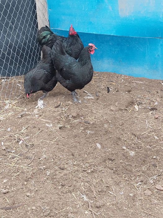 Vând familie Australorp