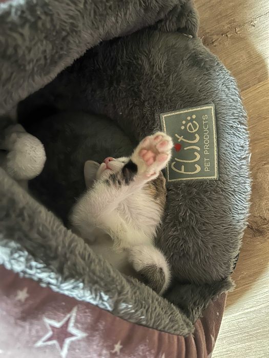 Малко игриво мъжко коте на 2 месеца с подарък креватче и играчки