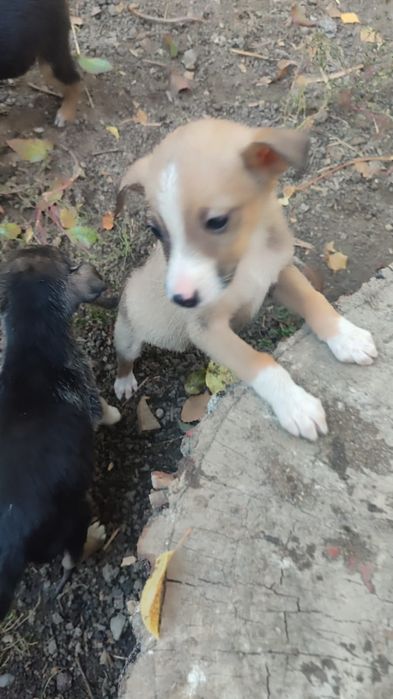 Щенки в добрые руки