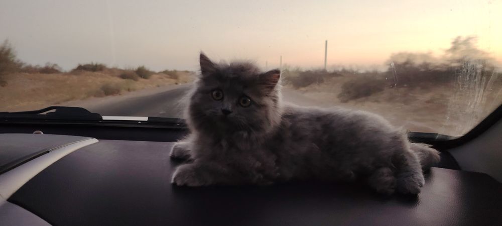 Продаётся кот породы Скоттиш!