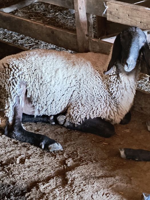 Vand 2 berbeci Tigaie Sarbeasca