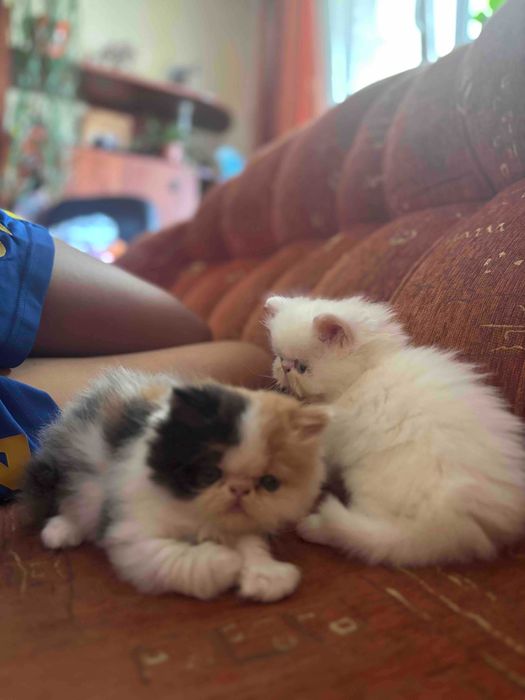 Продават се персийски котенца