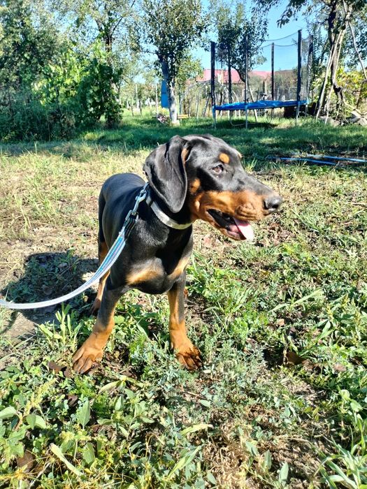 Femela doberman de vânzare.