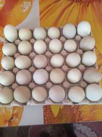 Ouă Verzi de vanzare