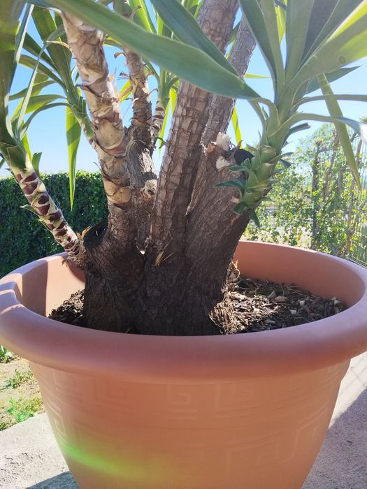 yucca elephanties /exotic